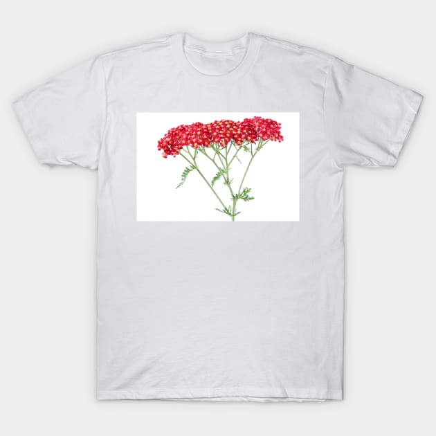 Achillea &#39;Fanal&#39; Yarrow Syn. Achillea &#39;The Beacon&#39; T-Shirt by chrisburrows